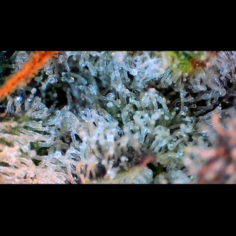 Trichome Orchards growlog photo: Rainbow Fritters#2.