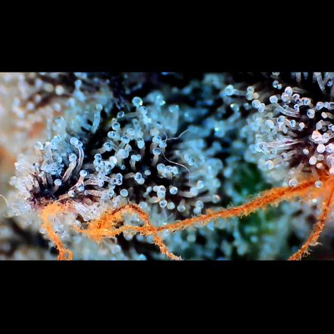 Trichome Orchards growlog photo: Ringz of Saturn.