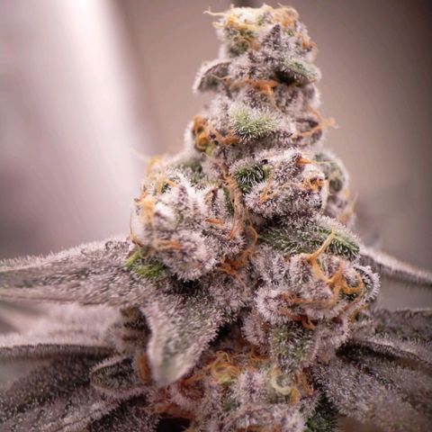 Trichome Orchards growlog photo: Rainbow Fritters#2.