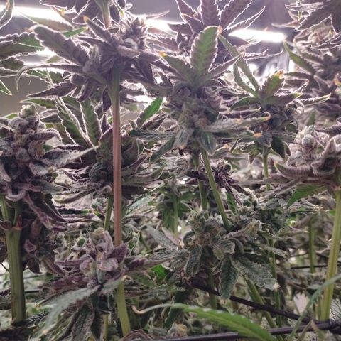 Trichome Orchards growlog photo: Ringz of Saturn 