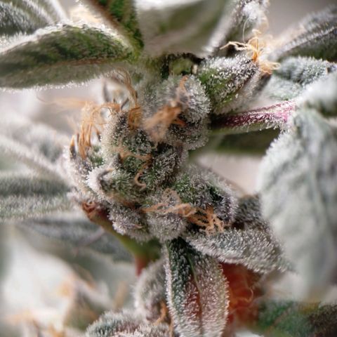 Trichome Orchards growlog photo: Pauly Walnuts