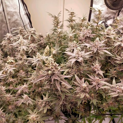 Trichome Orchards growlog timeline photo