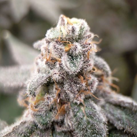 Trichome Orchards growlog photo: Rainbow Fritters#2