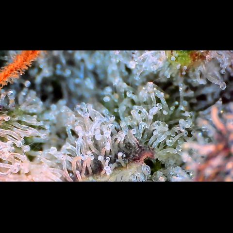 Trichome Orchards growlog photo: Rainbow Fritters#2.