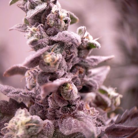 Trichome Orchards growlog photo: Ringz of Saturn