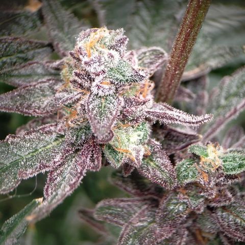 Trichome Orchards growlog photo: Ringz of Saturn 