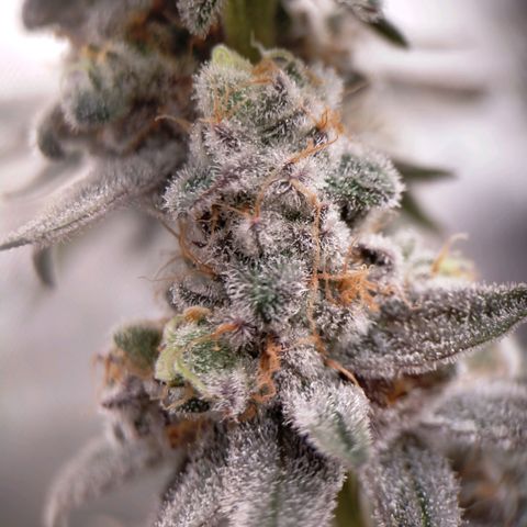 Trichome Orchards growlog photo: Rainbow Fritters#2