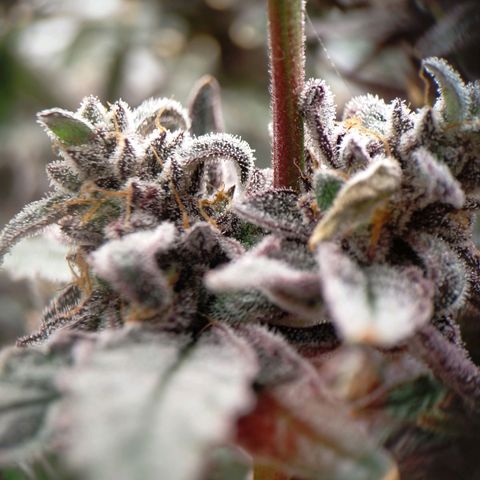 Trichome Orchards growlog photo: Ringz of Saturn