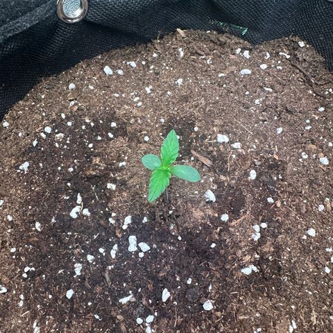 Watermelon Zkittlez Auto growlog timeline photo