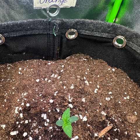 Auto Orange Bud growlog timeline photo
