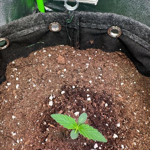 Watermelon Zkittlez Auto growlog timeline photo