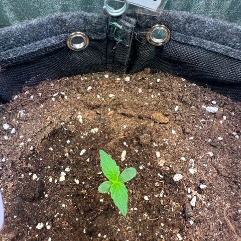 Lemon Haze Auto growlog timeline photo