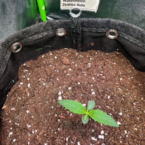 Watermelon Zkittlez Auto growlog timeline photo