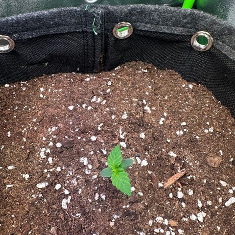 Auto Orange Bud growlog timeline photo