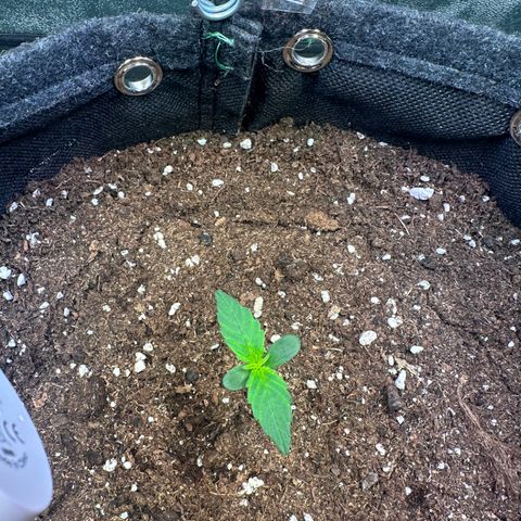 Lemon Haze Auto growlog timeline photo