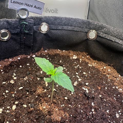 Lemon Haze Auto growlog timeline photo