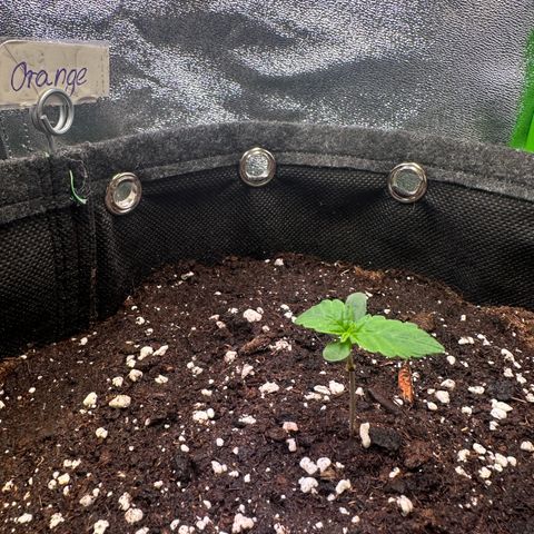 Auto Orange Bud growlog timeline photo