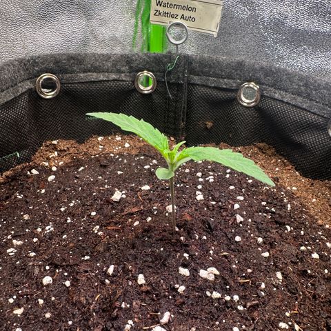 Watermelon Zkittlez Auto growlog timeline photo