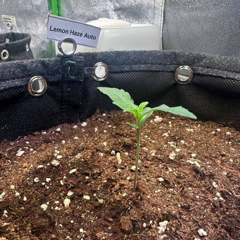 Lemon Haze Auto growlog timeline photo