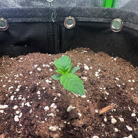 Auto Orange Bud growlog timeline photo