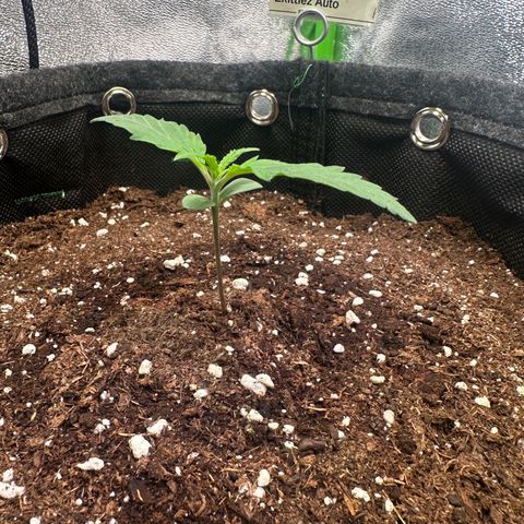 Watermelon Zkittlez Auto growlog timeline photo