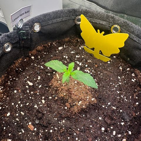 Lemon Haze Auto growlog photo: 200ml Wasser mit Bodenhilfsmittel 