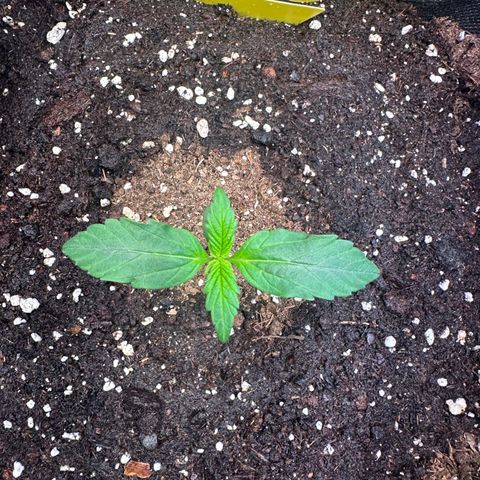 Lemon Haze Auto growlog photo: 200ml Wasser mit Bodenhilfsmittel 