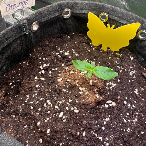 Auto Orange Bud growlog timeline photo