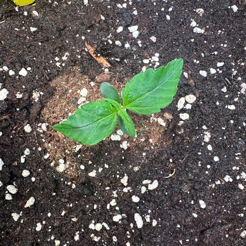 Auto Orange Bud growlog timeline photo