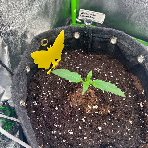 Watermelon Zkittlez Auto growlog timeline photo