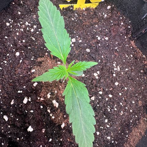 Watermelon Zkittlez Auto growlog timeline photo