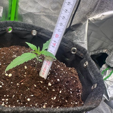 Watermelon Zkittlez Auto growlog timeline photo