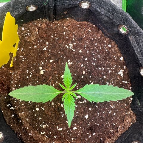 Watermelon Zkittlez Auto growlog timeline photo