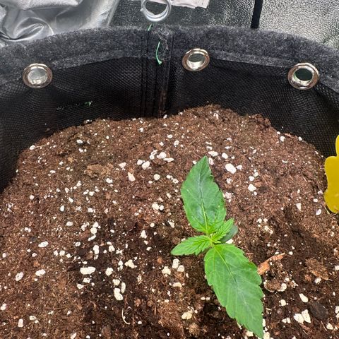 Auto Orange Bud growlog timeline photo