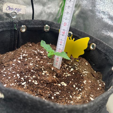 Auto Orange Bud growlog timeline photo