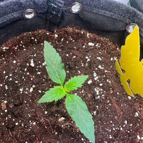 Lemon Haze Auto growlog timeline photo