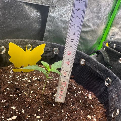 Lemon Haze Auto growlog timeline photo
