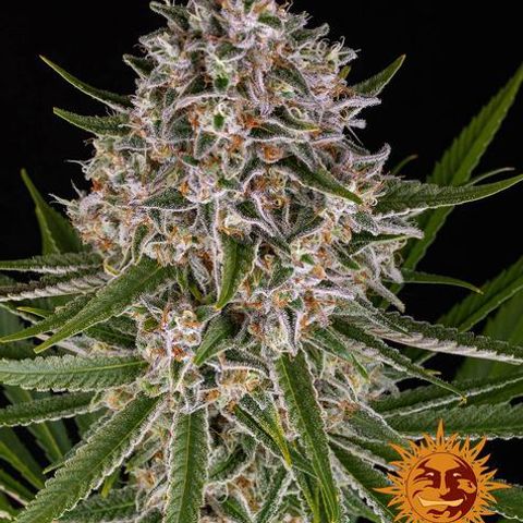 Lemon Haze Auto growlog timeline photo