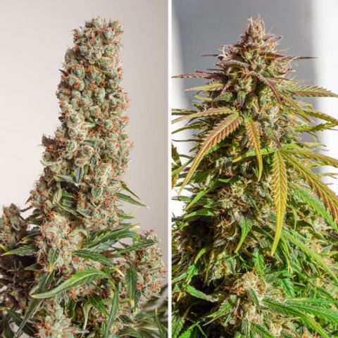 Auto Orange Bud growlog timeline photo