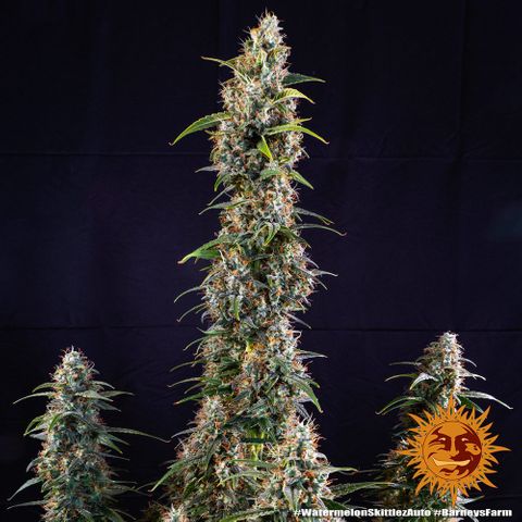 Watermelon Zkittlez Auto growlog timeline photo