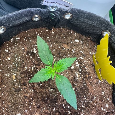 Lemon Haze Auto growlog timeline photo