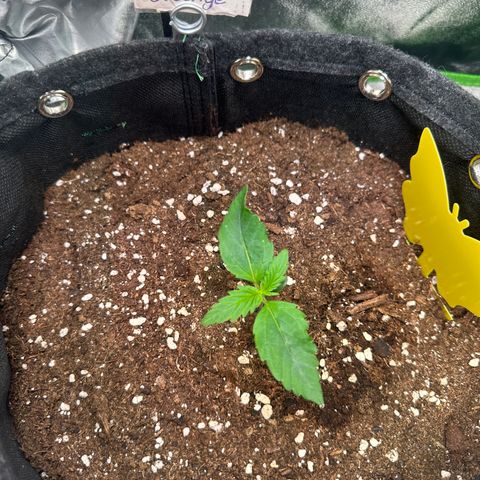 Auto Orange Bud growlog timeline photo