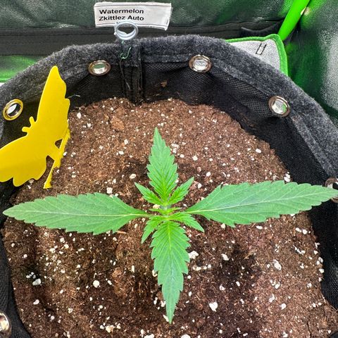 Watermelon Zkittlez Auto growlog timeline photo