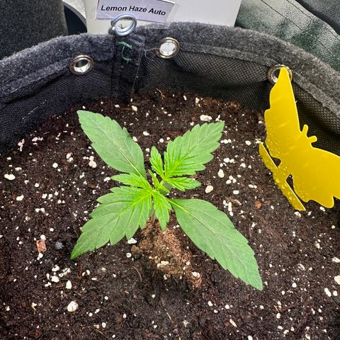 Lemon Haze Auto growlog timeline photo