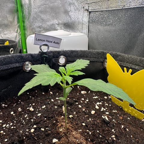 Lemon Haze Auto growlog timeline photo
