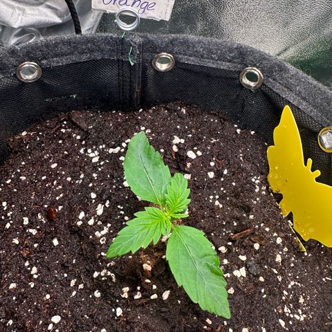 Auto Orange Bud growlog timeline photo