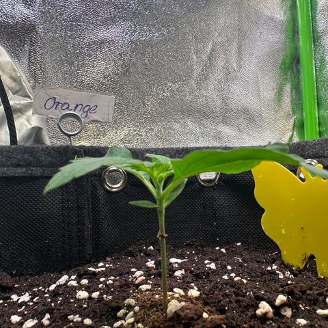Auto Orange Bud growlog timeline photo