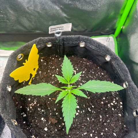 Watermelon Zkittlez Auto growlog timeline photo