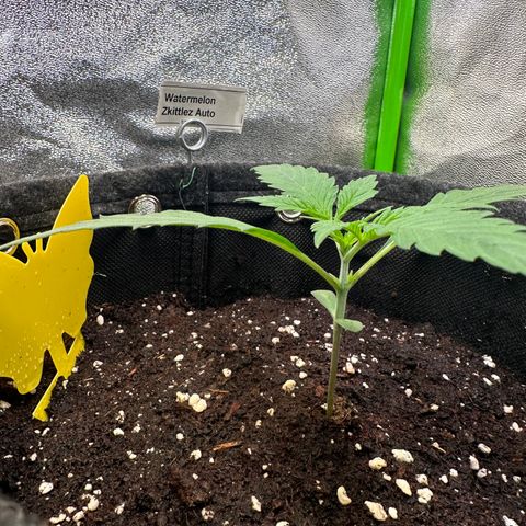 Watermelon Zkittlez Auto growlog timeline photo