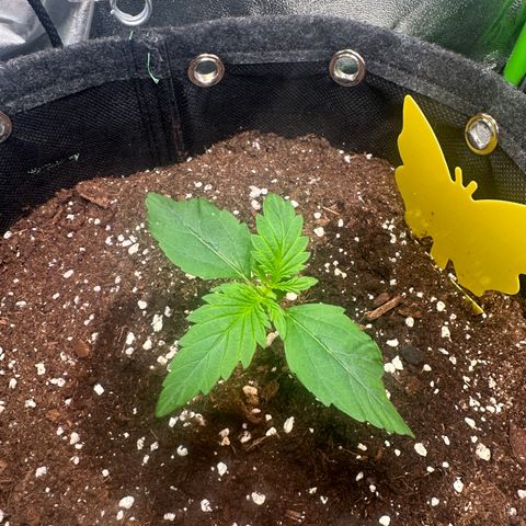 Auto Orange Bud growlog timeline photo